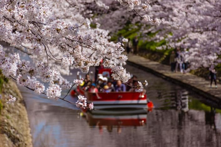 Toyama pendant la saison des cerisiers