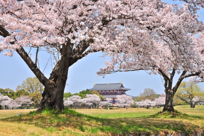Nara pendant la saison des cerisiers