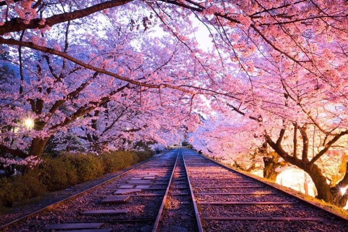 Sagano Romantic Train pendant la saison des cerisiers