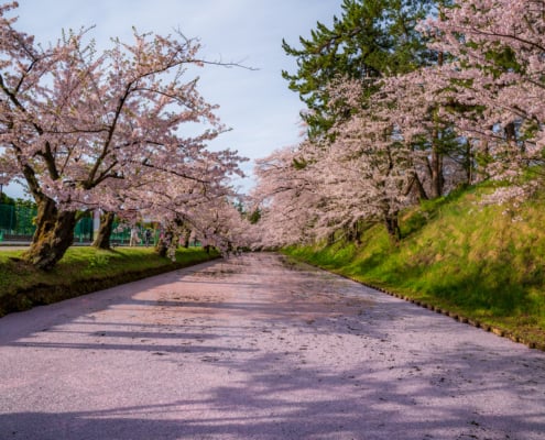 Douves du château Hirosaki et ses cerisiers fin Avril