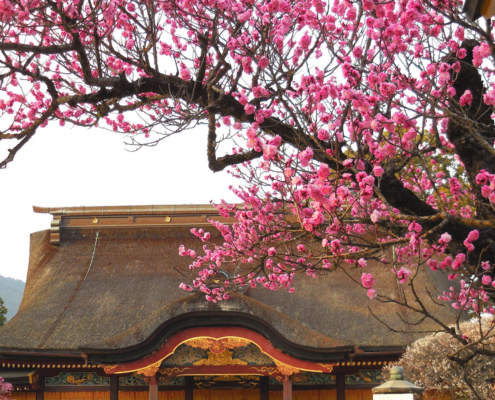 Le sanctuaire Dazaifu Tenmangu et sakura