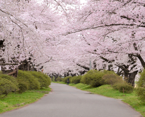 Le festival des cerisiers de Kitakami