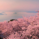 Mont Shiode et sakura, Shikoku