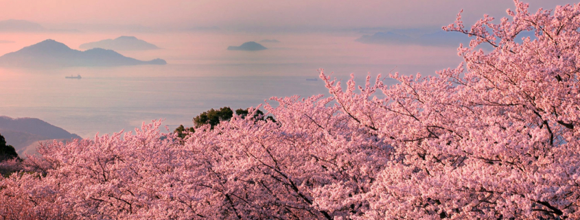 Mont Shiode et sakura, Shikoku