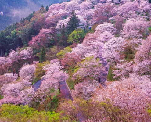 Yoshino, la colline aux cerisiers