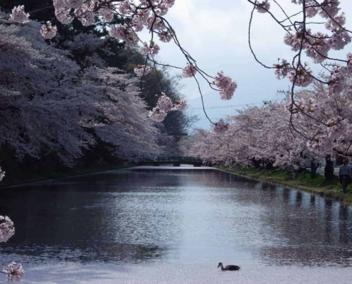 Cerisiers en fleurs du parc de Hirosaki