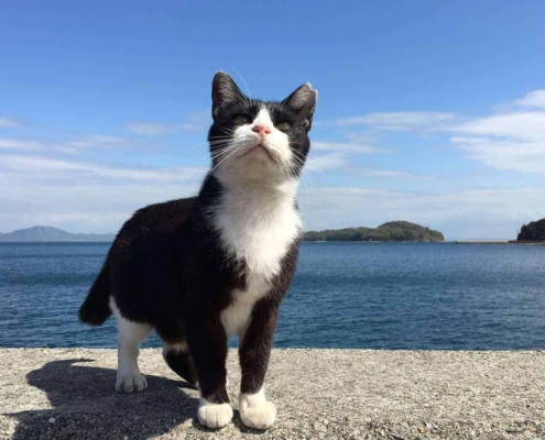 L'île aux chats Manabeshima